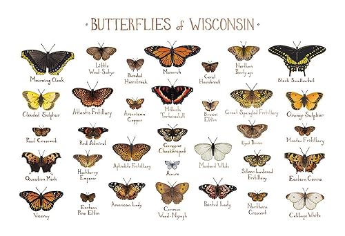 Amazon Com Wisconsin Butterflies Field Guide Art Print Handmade