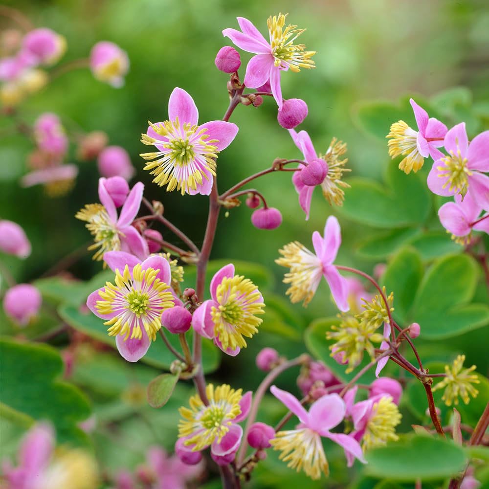 You Garden - 3 x Thalictrum rochebrauneanum 'Meadow Rue' in 9cm Pots