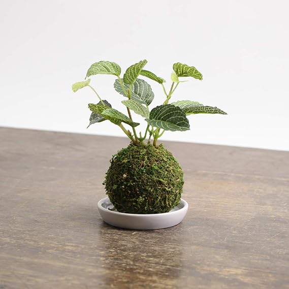 Amazon Ct触媒 盆栽 苔玉 フェイクグリーン 観葉植物 消臭 抗菌 防汚 おしゃれ 和盆栽 和風 インテリア 卓上 人工観葉植物 オンライン通販