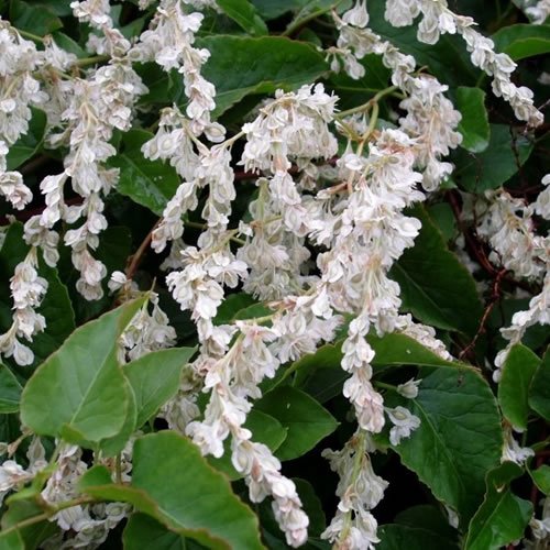 1 X 3FT RUSSIAN VINE CLIMBING PLANT POLYGONUM MILE A MINUTE 3L