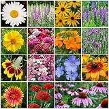 All Perennial Wildflower Seed Mix - 1 Pound, Mixed