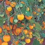 Tumbling Tom Yellow Cherry Tomato - 4 Plants