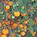 Tumbling Tom Yellow Cherry Tomato - 4 Plants