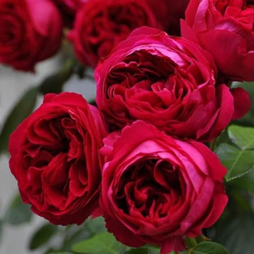50pcs Semillas Flores Temporada Rosa Grandes Románticas Rerfume ...