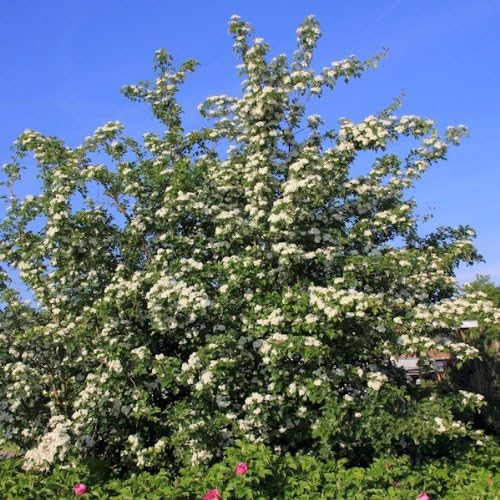 Quickthorn 3fatpigs® 34ft Extra Large Hedge 25 Hawthorn Hedging Plants