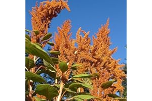 PALM BEACH MEDICINAL HERBS Orange Giant Amaranth Seeds (Amaranthus hypochondriacus) Packet of 50 Seeds