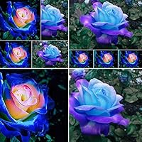 Potato001 50 Pcs Rare Blue Pink Roses Plant Seeds Balcony Garden Potted Rose Flowers Seed