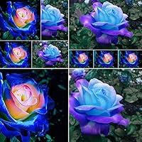 Potato001 50 Pcs Rare Blue Pink Roses Plant Seeds Balcony Garden Potted Rose Flowers Seed