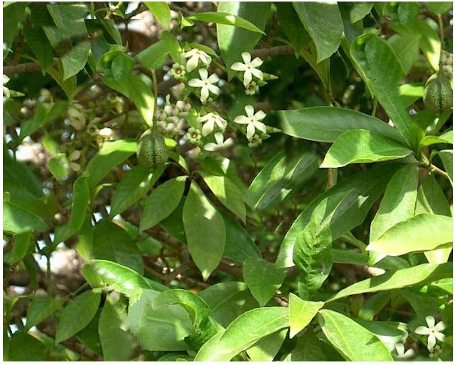 Voacanga africana 10 Seeds Grow a Tropical from Africa! perfect for container growing & bonsai culture white star-shaped flowers