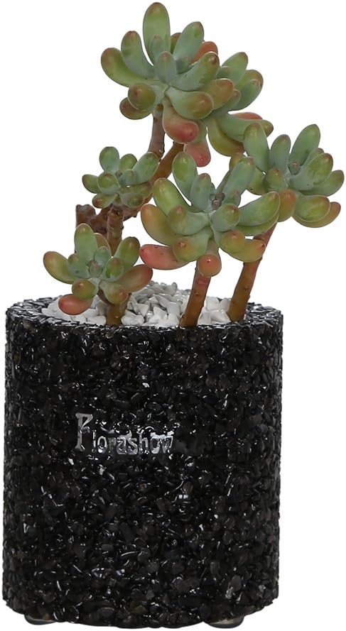 Oficina individualidad Bonsai maceta, fuerte poro permeabilidad ...