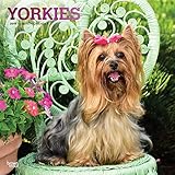 Yorkies 2019 12 x 12 Inch Monthly Square Wall Calendar with Foil Stamped Cover, Animals Small Dog Br by