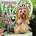 Yorkies 2019 12 x 12 Inch Monthly Square Wall Calendar with Foil Stamped Cover, Animals Small Dog Br by