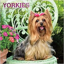 Yorkies 2019 12 x 12 Inch Monthly Square Wall Calendar with Foil Stamped Cover, Animals Small Dog Breeds Yorkshire Terriers (Multilingual Edition)