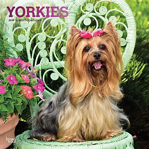 Yorkies 2019 12 x 12 Inch Monthly Square Wall Calendar with Foil Stamped Cover, Animals Small Dog Br by