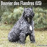 Bouvier des Flandres (US) Calendar - Dog Breed Calendars - 2019 - 2020 Wall Calendars - 16 Month by by 