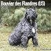 Bouvier des Flandres (US) Calendar - Dog Breed Calendars - 2019 - 2020 Wall Calendars - 16 Month by by 