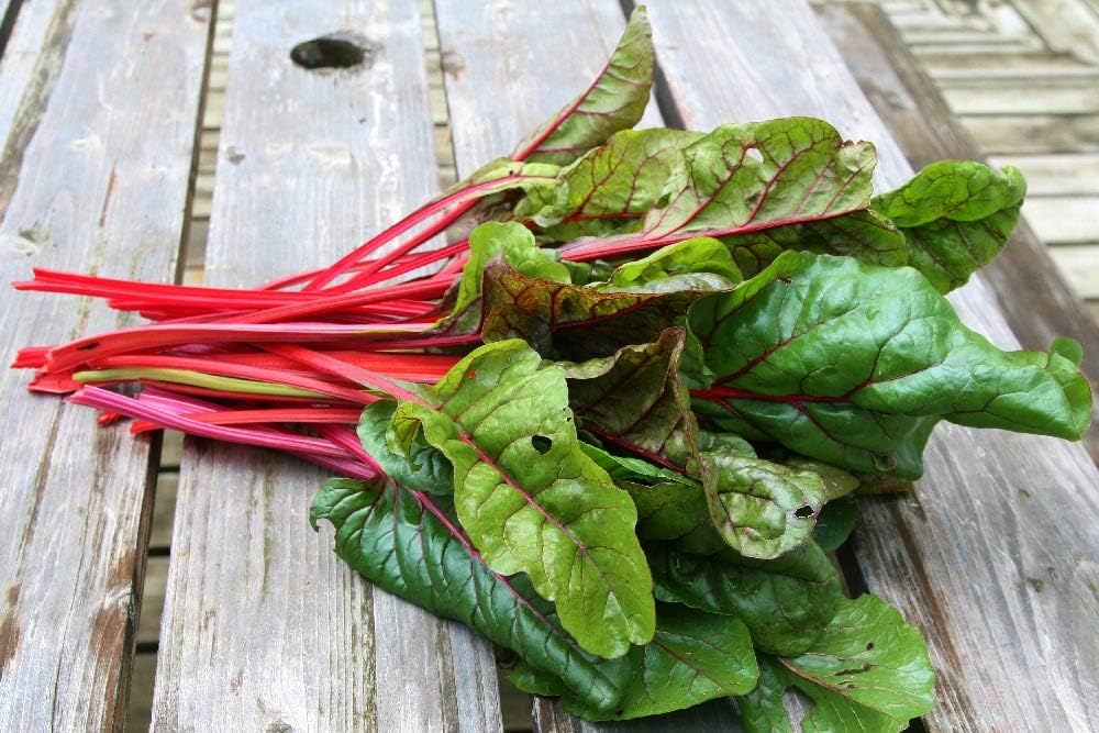 SAFLAX - Garden to Go - Ecológico - Acelga blanca (betabel) - 50 ...