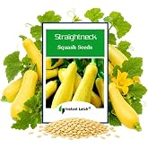 20 Straightneck Squash Seeds | Non-GMO | Fresh Garden Seeds | NON GMO, Heirloom Seeds, Instant Latch Fresh Fruit Garden Seed