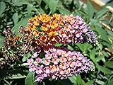 Bi-Color Butterfly Bush (Buddleia davidii) Live Herb Plant