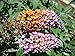 Bi-Color Butterfly Bush (Buddleia davidii) Live Herb Plant