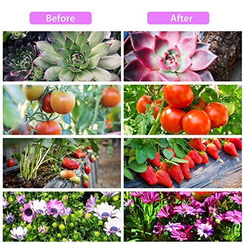 OxyLED Plant Grow Light, 36W Four Head 80 LED Plant Grow Lights for Indoor Plants with Red Blue Spectrum, Adjustable Gooseneck, 3/6/12H Timer, Clip-On Desk Growing Lamp with 5 Dimmable Levels