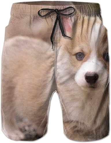 corgis in shorts