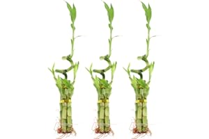 NW Wholesaler - 5 Stalk Live Lucky Bamboo Arrangement with Spiral Stalk, Set of 3 Arrangements - Live Indoor Plant for Home Decor, Arts & Crafts, Zen Garden and Feng Shui