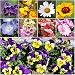 Bulk Package of 30,000 Seeds, Moist Area Wildflower Mixture (100% Pure Live Seed) Non-GMO Seeds by Seed Needs ...