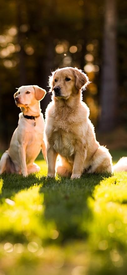 Amazon Peelitstickit Id 168 60幅x 130 Cm高さ2匹の犬ビニール動物壁壁画 Peelitstickit ホーム キッチン
