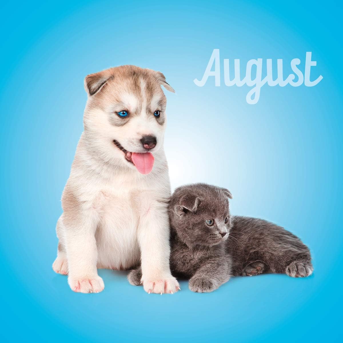 tierkalender yohmoe kalender beste freunde 2021 katzen und hundebabys wandkalender susse tierkinder tierbabys hundekalender und katzenkalender katzchen hundchen burobedarf schreibwaren wandkalender suenaacampo com