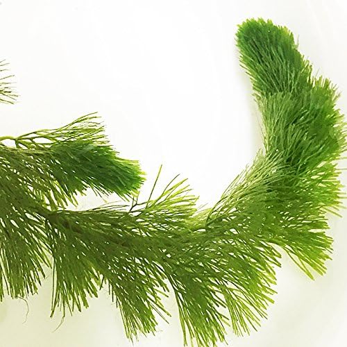 Amazon 水草 カボンバ 金魚藻 30本 カモンバ Emuwai Emuwai 生体水草 通販