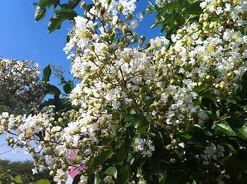 Amazon サルスベリ 苗 白花サルスベリ ポット苗 庭木 植木 Amazon サルスベリ 苗 白花サルスベリ ポット苗 庭木 植木