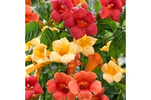 CARPET CREEPING 20+ Hummingbird Trumpet Vine Plant Seeds