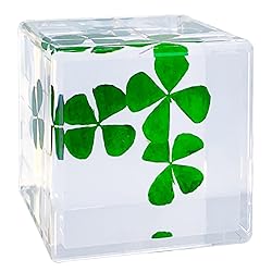 Bon Cube Real Four Leaf Clover Desk Accessory