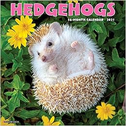 hedgehog calendar 2021 Hedgehogs 2021 Wall Calendar Willow Creek Press 0709786056453 Amazon Com Books hedgehog calendar 2021