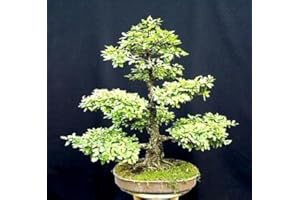 9GreenBoxs: Chinese Elm Bonsai 25 Seed/Seeds - Ulmus parvifolia