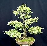 Chinese Elm Bonsai 25 Seed/Seeds - Ulmus parvifolia