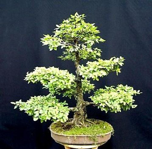 Chinese Elm Bonsai 25 Seed/Seeds - Ulmus parvifolia Chinese Elm Bonsai 25 Seed/Seeds - Ulmus parvifolia