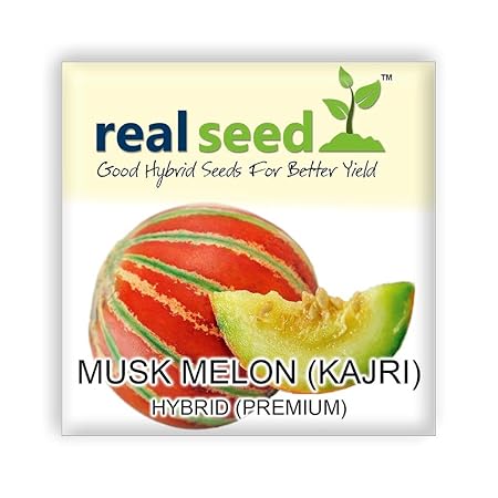 Musk Melon Kajri F1 Hybrid Imported Fruit Seeds