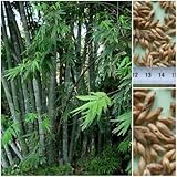 Calcutta bamboo 25 seeds - Dendrocalamus strictus - iron bamboo