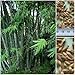 Calcutta bamboo 25 seeds - Dendrocalamus strictus - iron bamboo