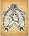 Lungs and Heart - 11x14 Unframed Art Print - Makes a Great Clinic/Office Decor and Gift Under $15 for Doctors