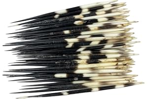 Heyiwell 6Pieces African Real Porcupine Quills 7"~8" Inch Long