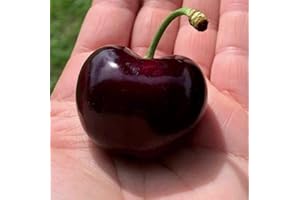 Prunus Avium Giant of Bistrita Sweet Cherry Crunchy and XL Cherries 35+ Seeds Fresh Seeds