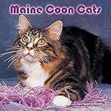 Maine Coon Cats 2017 Wall Calendar