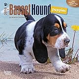 Basset Hound Puppies - 2016 Mini Wall Calendar 7 x 7in