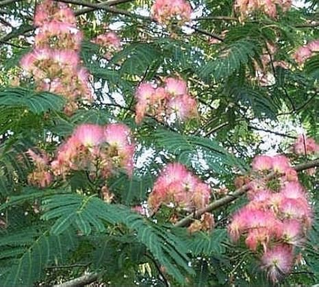 Amazon Com Pink Silk Mimosa Tree 10 Seeds Toys Games