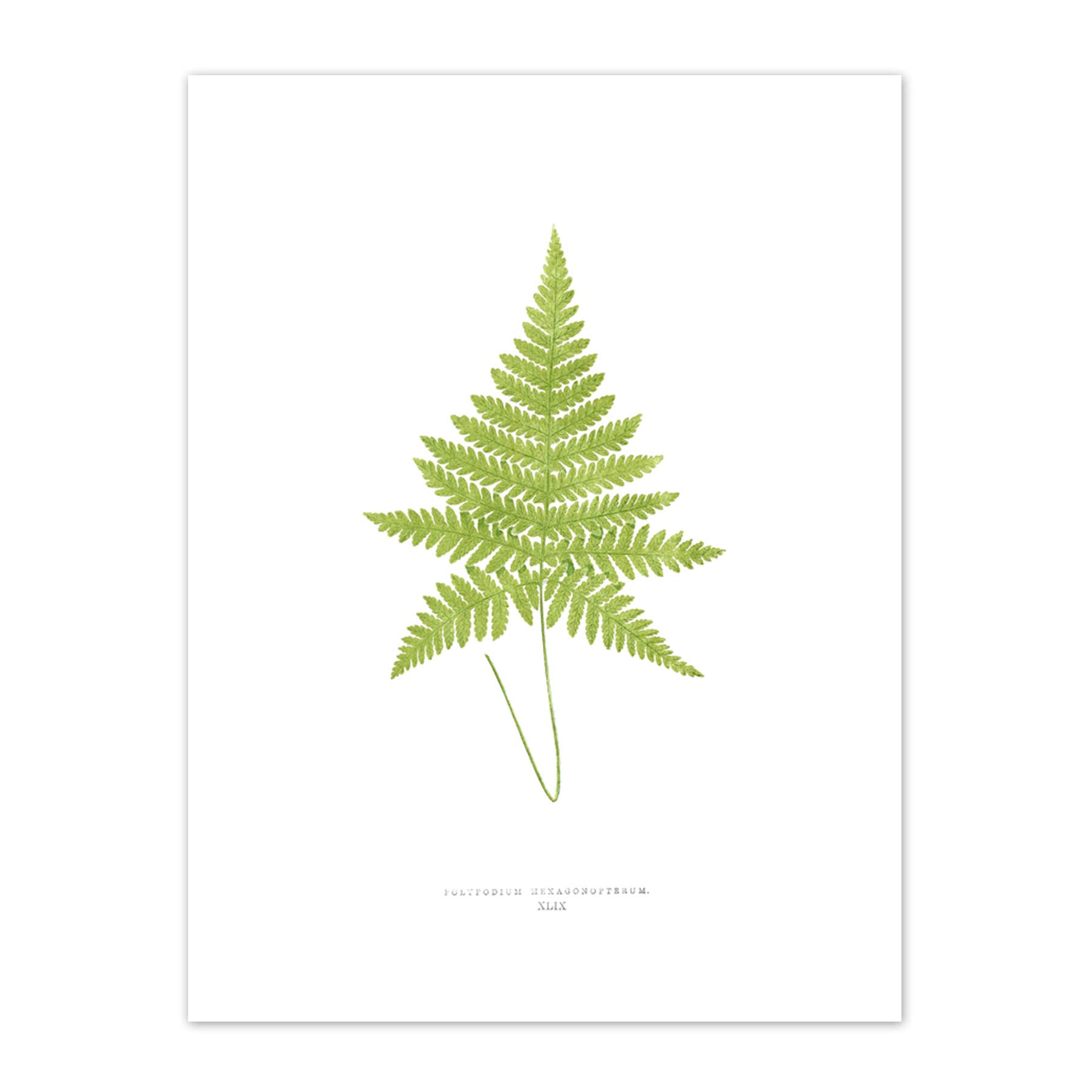 Wee Blue Coo Fern Polypodium Hexagonopterum Art Print Canvas Premium Wall Decor Poster