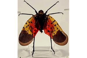 HQRP-CRYSTAL 38mm Real Spotted Lanternfly Cicada in Crystal Clear Lucite Resin Specimen Preserved Small Insect Taxidermy Decor Crafts Collection for Biology Science Education & Desk Display Supplies