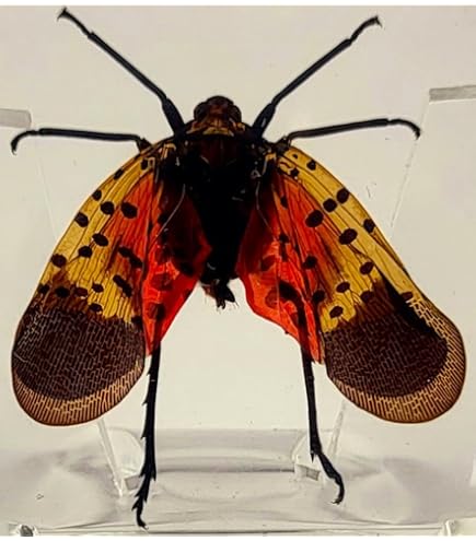 標本 France Hoplia coerulea set Amazon.com: Real Blue Hoplia